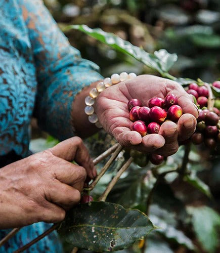 Apa itu Shade-Grown Coffee